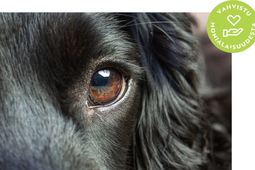 Avustavat eläimet Sote-akatemia