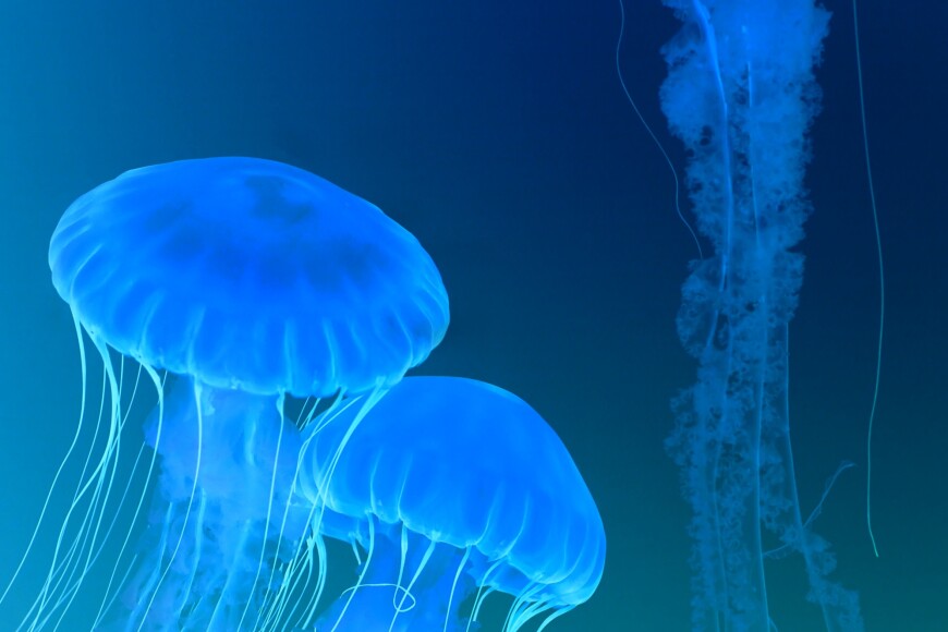 Jellyfish in the ocean