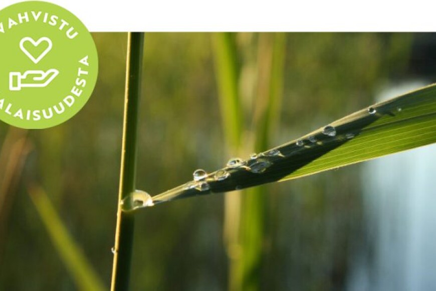 Luontoperustainen hyvinvointi