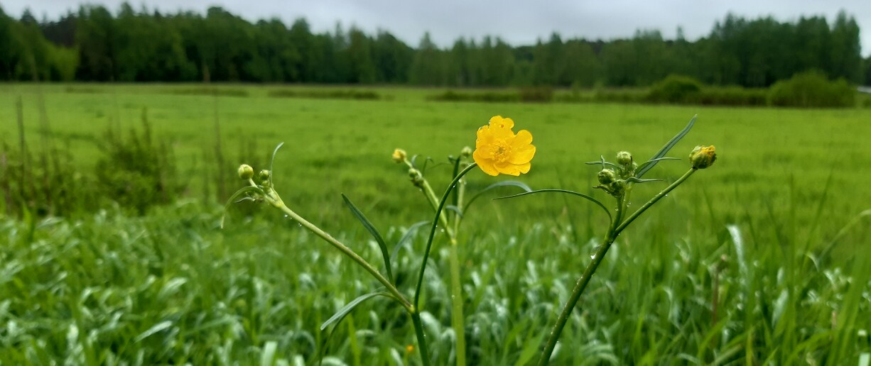 kukka pellonlaidassa