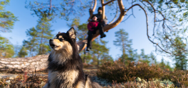 Koira ja puussa istuvat ihmiset aurinkoisessa metsässä. 