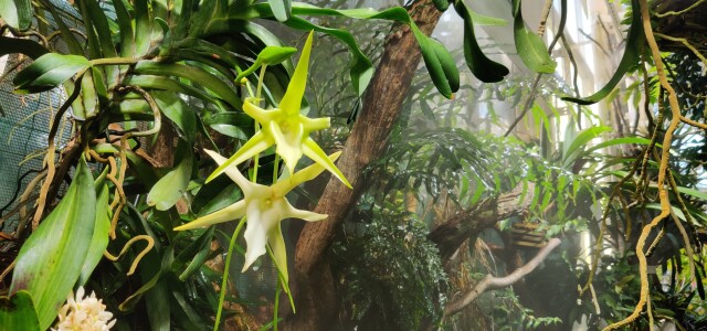 Orkideoja kasvitieteellisessä puutarhassa Ruissalossa