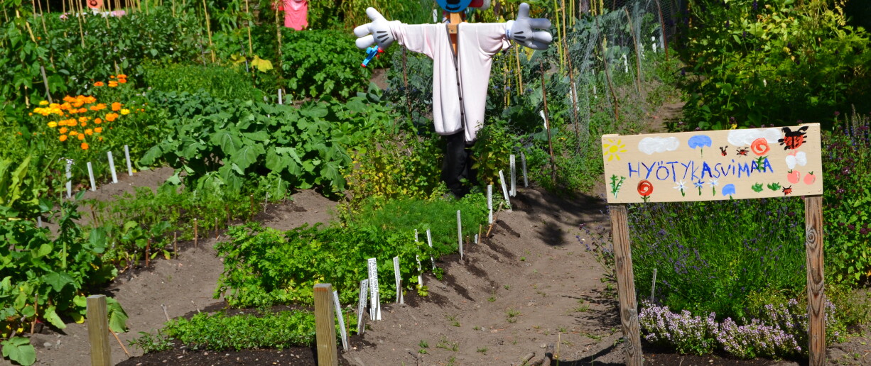 Seminaarin puutarhan hyötykasvimaa ja siellä oleva linnunpelätin.