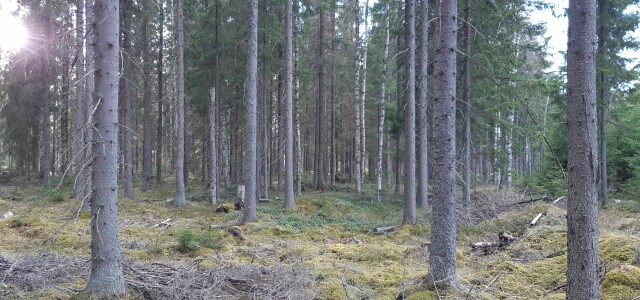 Luonto2100-rahaston hankkimaa metsäaluetta