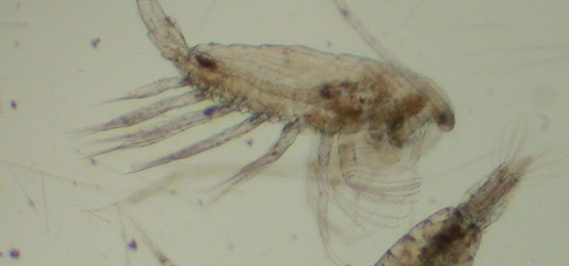eläinplankton lähikuvassa