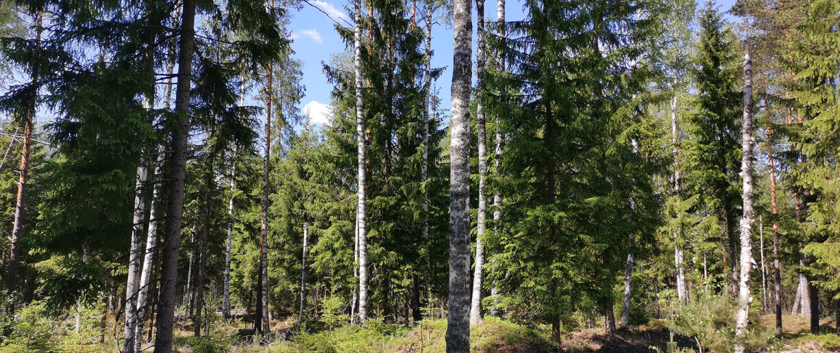 keväinen metsä