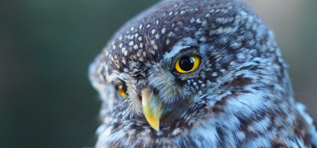 Varpuspöllö / Pygmy owl
