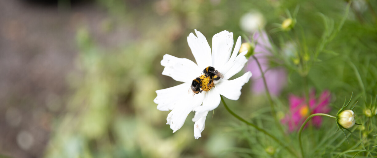 A bee on a flower