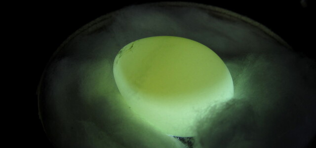 Läpivalaistussa siepon munassa näkyy tummemmalla alueella keltuainen, johon kilpirauhashormoni injektoidaan. 