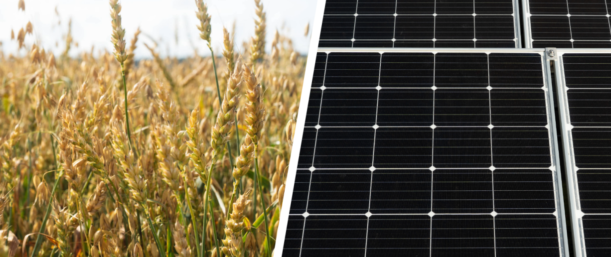 Kaksi valokuvaa yhdistävä kuvituskuva, jossa taustalla näkyy aurinkoista kesäistä viljapeltoa ja puolet kuvasta täyttää lähikuva aurinkopaneeleista