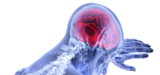 Kuvituskuva, jossa aivot ja selkäranka näkyvät läpi ihmishahmosta.