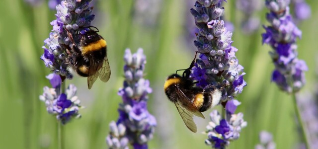 Kaksi kimalaista laventelissa / Two bumblebees in lavender
