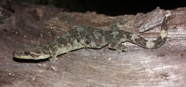 . Lepidodactylus laticinctus-gekko 