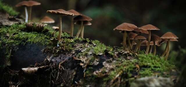 sieniä metsässä / mushrooms in a forest