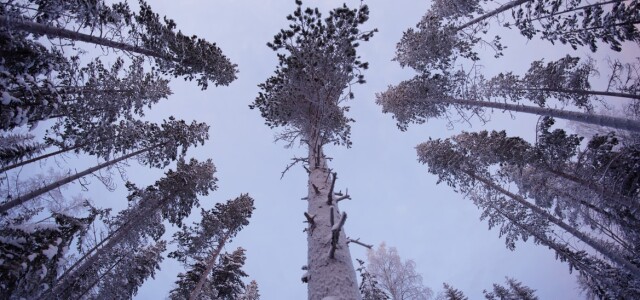Puita metsässä kuvattuna alhaalta niin, että näkyy vain puiden rungot, latvat ja taivas.