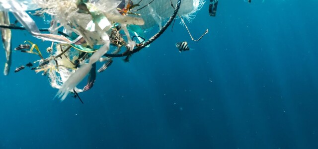Plastic pollution and juvenile fish.