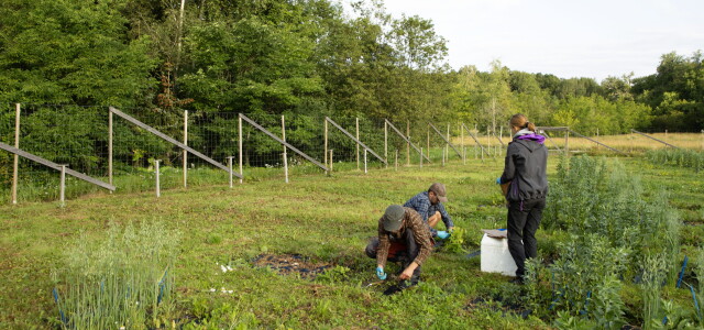 Kolme tutkijaa keräämässä kasvinäytteitä kasvimaalla kesällä, taustalla metsää.