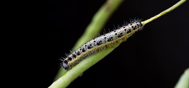 A caterpillar on a plant stem.