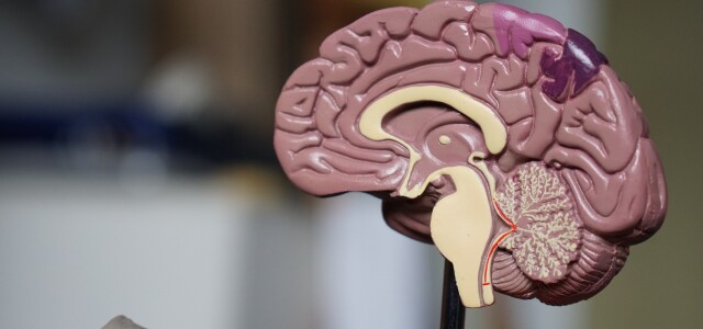 Aivojen anatominen malli.