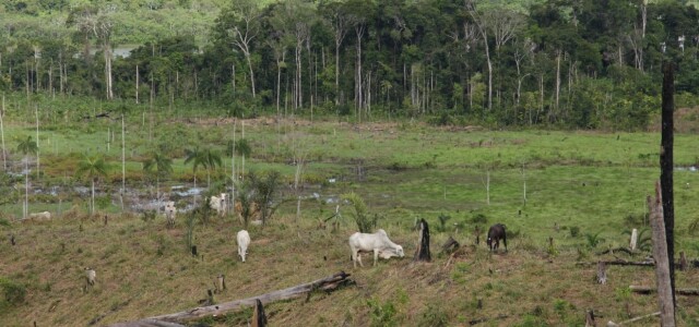 Lehmien laidun, taustalla sademetsää