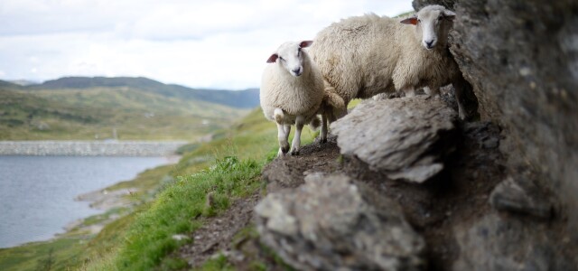 Kaksi epäluuloista lammasta kallion reunalla, taustalla vesialue