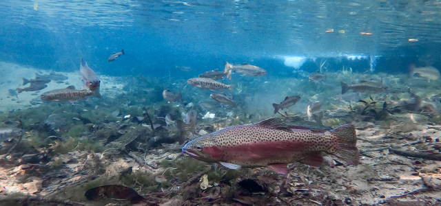 Rainbow trout swimming in natural waters. 