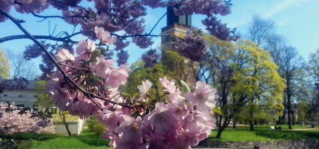 Pink cherry blossoms with Turku Cathedral in the background