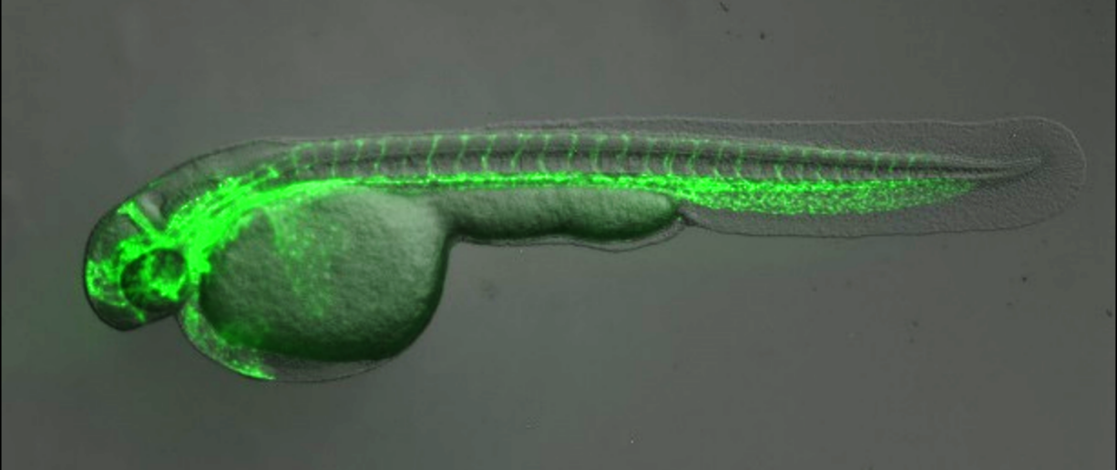 microscopy picture from zebrs fish embryo