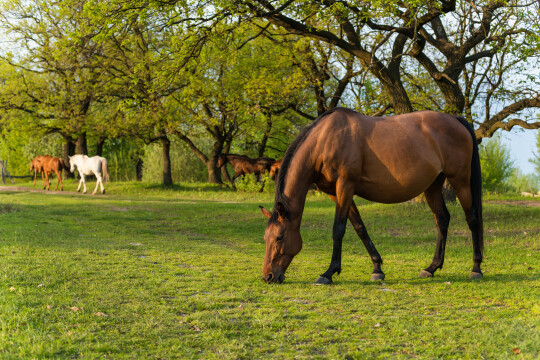 Laiduntavat hevoset / grazing horses