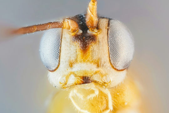 lähikuvassa pistiäisen kasvot edestäpäin kuvattuna