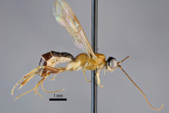 Kuvassa näkyy harmaata taustaa vasten valokuvattu tieteelle uusi hyönteinen Amazoboea selva. Sillä on kapea ja pitkä ruskeanvärinen ruumis, ohuet siivet ja erittäin pitkät tuntosarvet