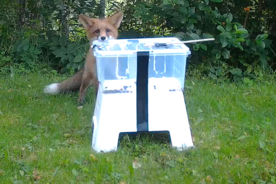 Kuvassa kettu tutkii isoa muovilaatikkoa, jonka sisään on laitettu eläinten ruokaa houkuttimeksi. Kettu on laatikon takana ja nuuhkii laatikon kantta. Riistakameralla otettu kuva.
