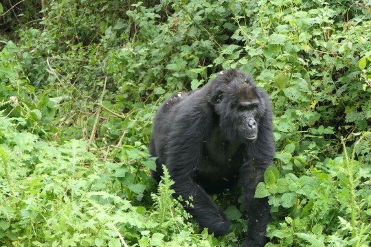 female mountain gorilla walking in the forest in Bwindi Impenetrable National Park, Uganda