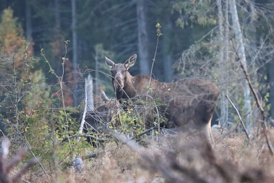 Naarashirvi ja hirven vasa kuvattuna syksyisessä metsässä, molemmat seisovat sivuttain kameraa kohden ja katsovat kohti kameraa