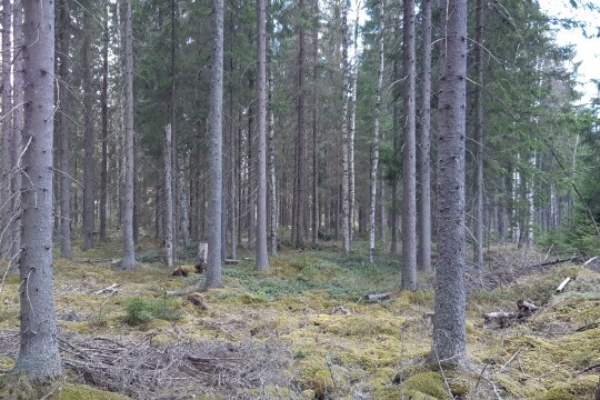 Luonto2100-rahaston hankkimaa metsäaluetta