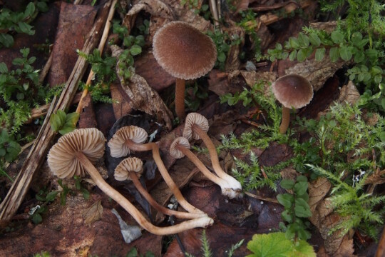 Sieniä maassa metsässä.