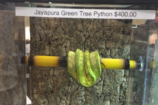 A green tree python in its terrarium in a pet shop. On the glass is the price tag of 400 dollars.