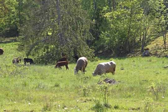 Aurinikoinen keskikesän maisema vehreältä niityltä, jolla laiduntaa lehmiä