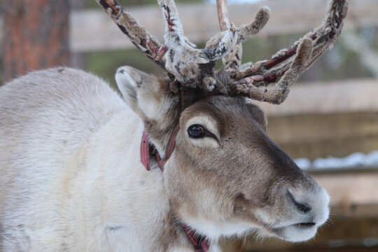 Lähikuva tutkimukseen osallistuneesta porosta