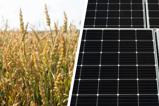 Kaksi valokuvaa yhdistävä kuvituskuva, jossa taustalla näkyy aurinkoista kesäistä viljapeltoa ja puolet kuvasta täyttää lähikuva aurinkopaneeleista