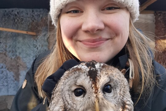 Charlotte Perrault pitelee pientä lehtopöllöä