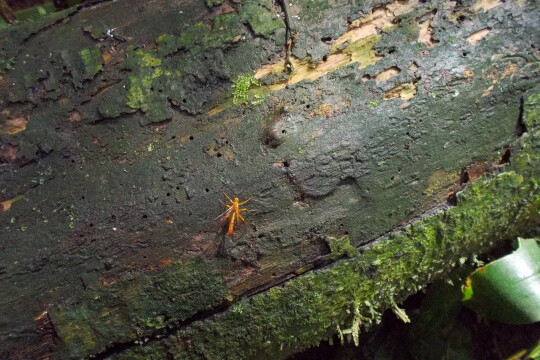 Epirhyssa ghesquierei -lajin koiras laholla puunrungolla Ugandassa