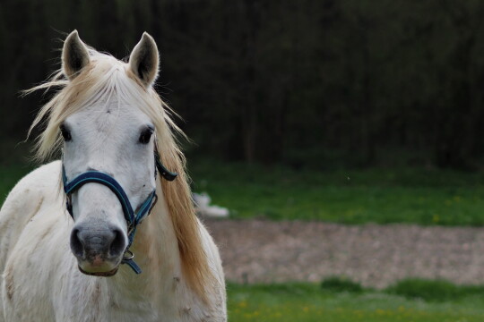 Valkoinen hevonen lähikuvassa.