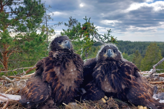 Kaksi merikotkan poikasta vierekkäin pesässä, toinen sivuttain ja toinen katsoo kohtisuoraan kameraan. Kuva on otettu korkealla puun latvustossa ja takana näkyy metsän muiden puiden latvustoa ja pilvinen kesätaivas