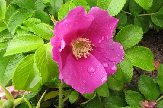 Kurtturuusun kukka ruusupensaassa.