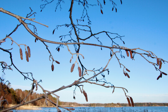 Lepän oksia ja norkkoja aurinkoisena kevätpäivänä, taustalla näkyy kirkkaansininen taivas, sekä alareunassa näkyy meren rantaa, kaislikoita ja rannoilla metsää. puissa ei ole vielä lehtiä.