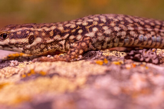 Muurisisilisko kävelee.