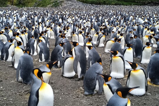 Kuningaspingviiniyhdyskunta