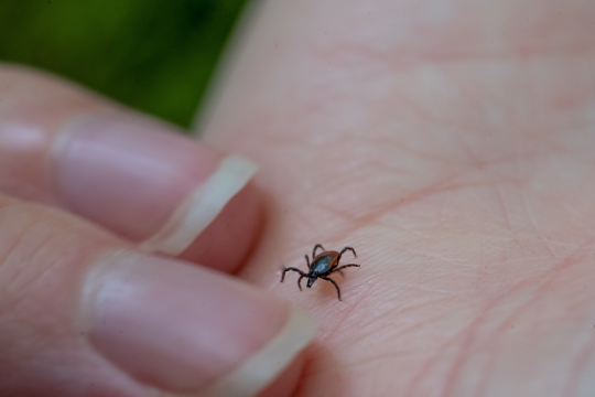 puutiainen kävelee ihmisen kämmenellä