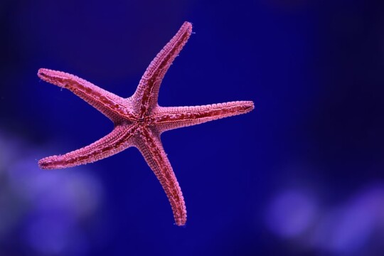 Starfish 